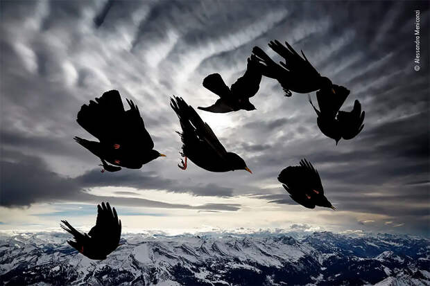 Победители фотоконкурса Wildlife Photographer of The Year 2020