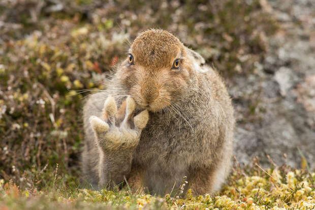 Eщё 25 несерьёзных фотошедевров конкурса 2016 Comedy Wildlife Photography Awards