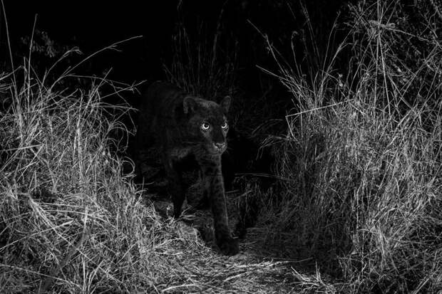 Очень редкого черного леопарда впервые за 100 лет сфотографировали в Африке африка, в мире, жвиотные, леопард, редкость, черный