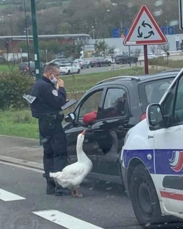 Стойте, вы арестованы!