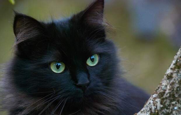 Близится Хеллоуин: зачем английские ведьмы крадут черных кошек?
