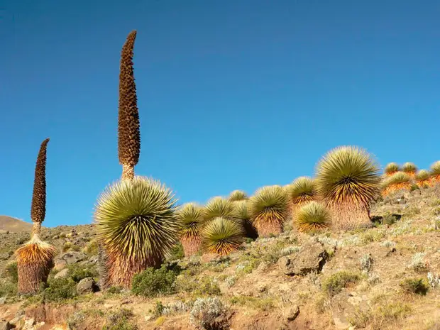 ���� ��������