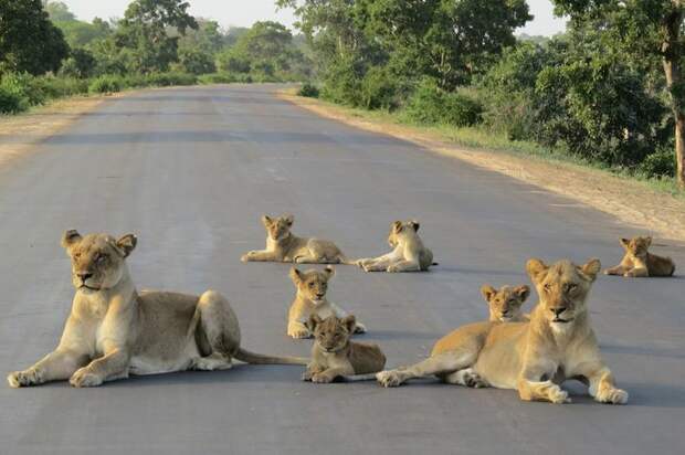 Interesting pictures with animals 03