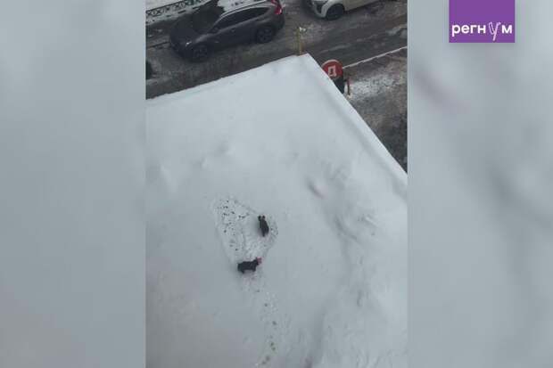 Полиция Подмосковья проверяет женщину, чьи собаки оставили гору экскрементов на крыше магазина