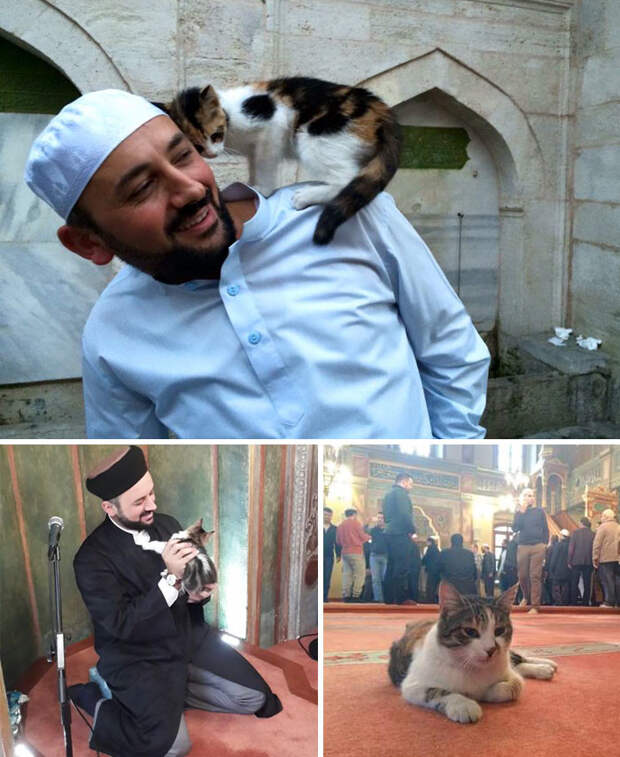 13. Имам пустил бездомных кошек погреться в мечети  доброта, мир, поступок