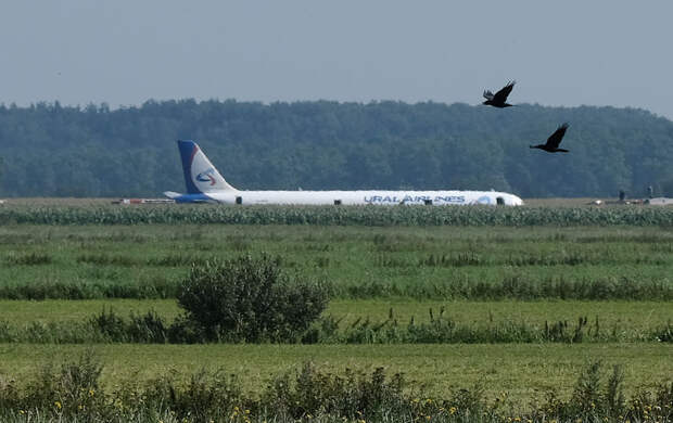 Пилотам, посадившим самолёт А321 в кукурузном поле, присвоят госнаграды