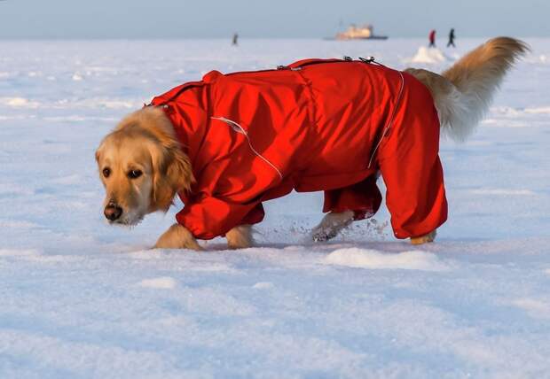 Врач Антипина: игры с собакой без прививки могут быть смертельно опасны