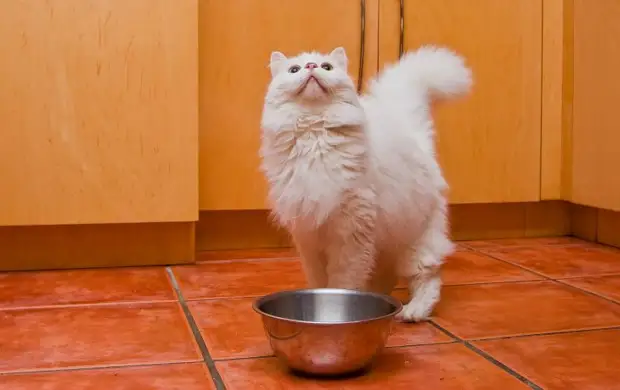 Экономически выгодный котик, или Как не тратить деньги на корм