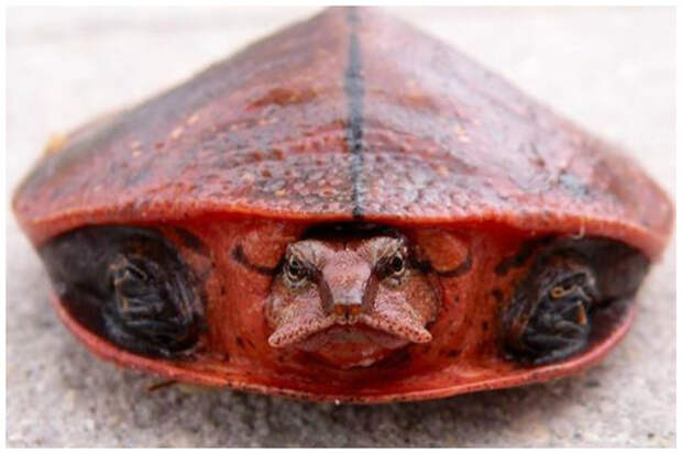 Черепахи впадают как в летнюю, так и зимнюю спячку. интересное, факты, фауна, черепахи