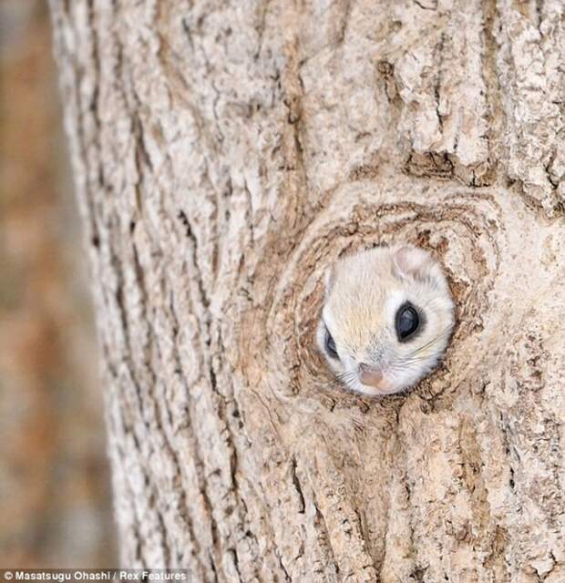 squirrels02 squirrels02 775x800 Сибирские белки летяги это нечто