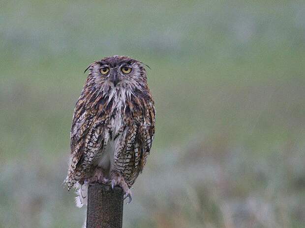 Мокрые совы  совы, мокрые совы