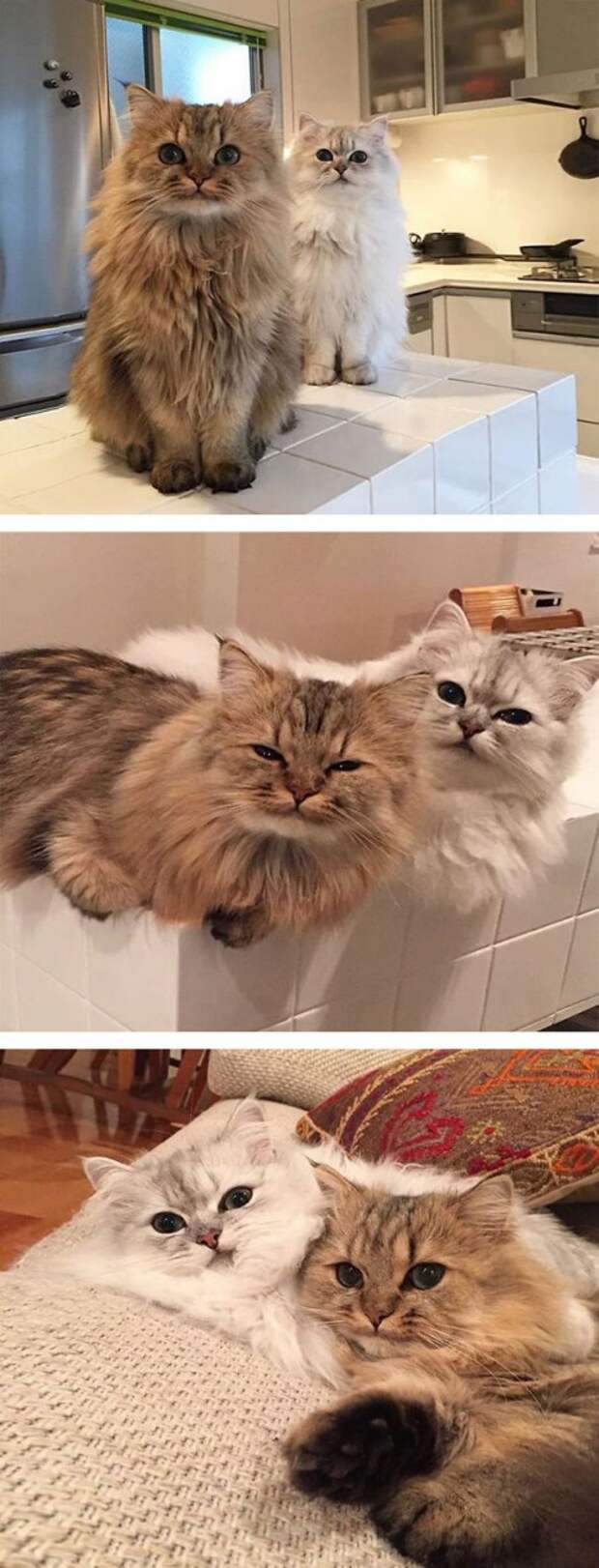 самые пушистые кошки в мире