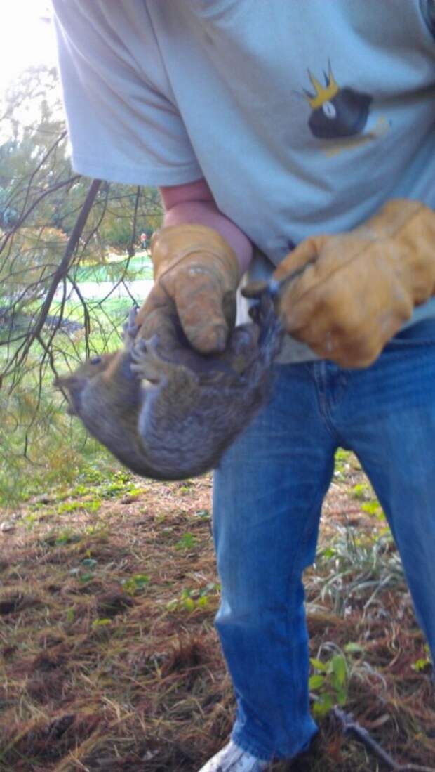 squirrel12
