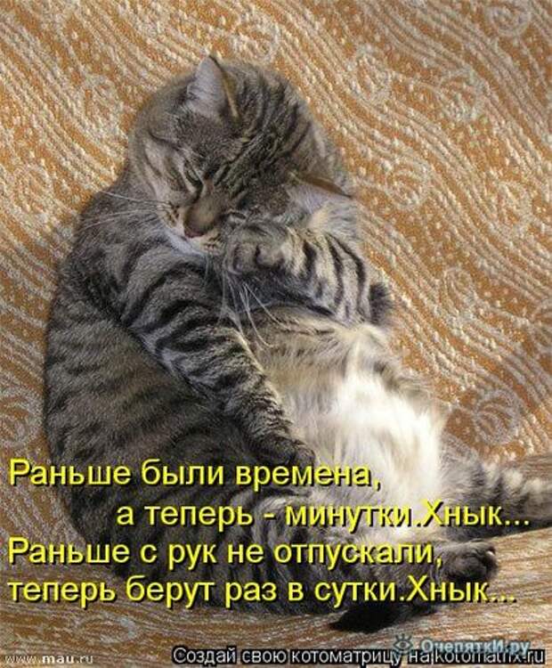 Смешные кошки в котоматрице 5