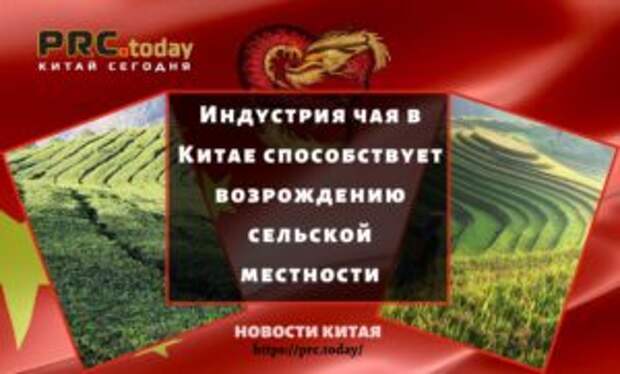 Индустрия чая в Китае способствует возрождению сельской местности