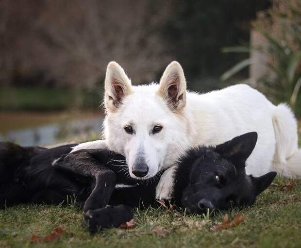 Эти две собаки, олицетворяющие день и ночь, непременно сделают ваш день добрым! белое, день и ночь, живность, животные, милота, окрас, собаки, черное
