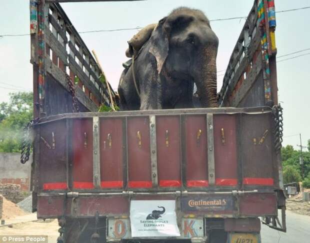 Спасение слона Раджи, слон Раджа 50 лет в неволе, слон плакал освободили, слон Раджа