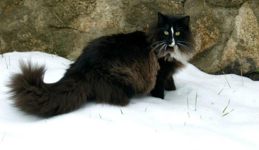19. Норвежская лесная кошка