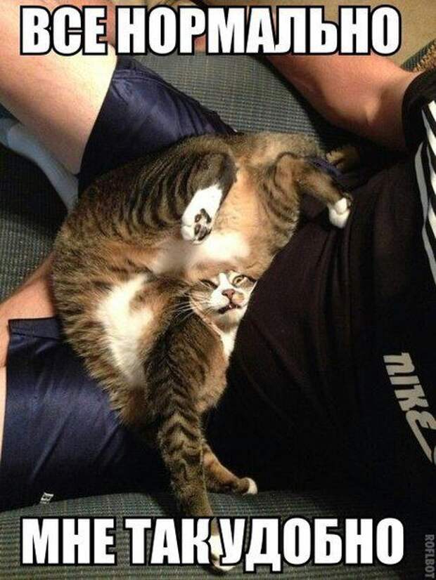 кот, прикол, юмор