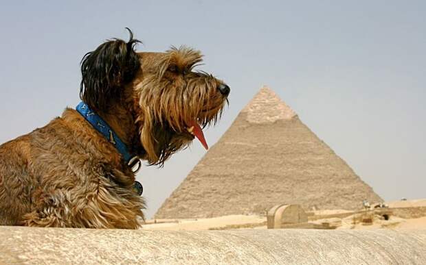 Оскар в Египте на фоне пирамиды.