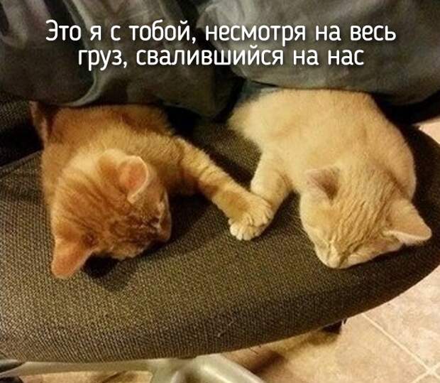 Не отличить даже при ближайшем рассмотрении — 20 животных, которые ведут себя совсем как я! Не отличить даже при ближайшем рассмотрении — 20 животных, которые ведут себя совсем как я!