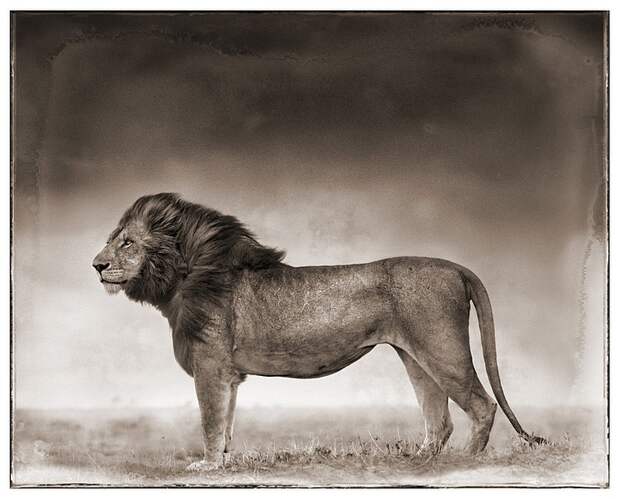 фотографии африки. Nick Brandt