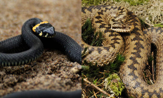 Основные различия двух похожих змей