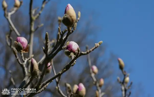 По графику: в Ботаническом саду КФУ зацвела магнолия