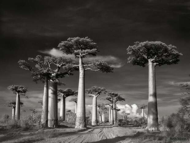 Красивые фотографии самых старых и величественных деревьев в мире