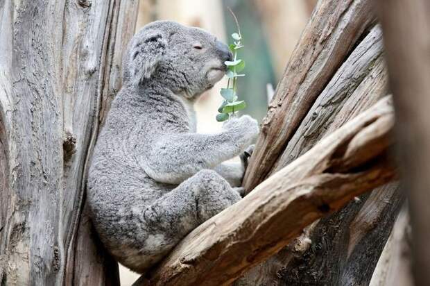Interesting pictures with animals 02