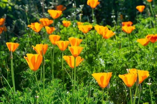 Толпы туристов в Калифорнии: местные холмы «пылают» редким цветением оранжевых маков
