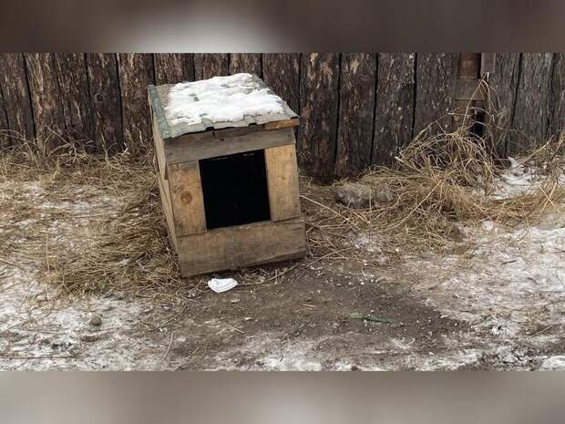 Два пьяных забайкальца похитили из будки собаку и съели её