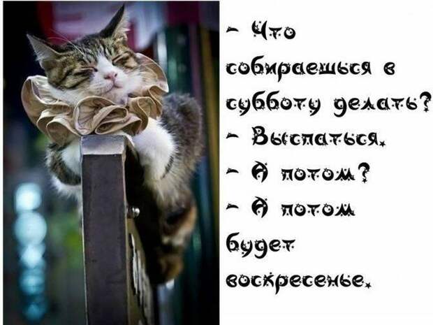 Показал собаку ветеринару. Ветеринар сказал: "Собака отличная, спасибо что показали. С вас 700 рублей!"