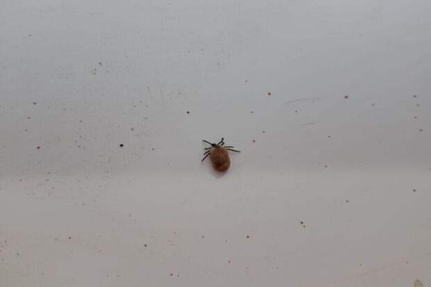 Специалисты предупредили: клещи-мутанты атаковали юг России