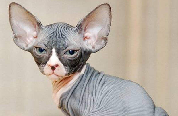 All-Forum Images Gallery - Free Cat`s Pics/Необычные породы кошек: Минскин - кошка-пришелец