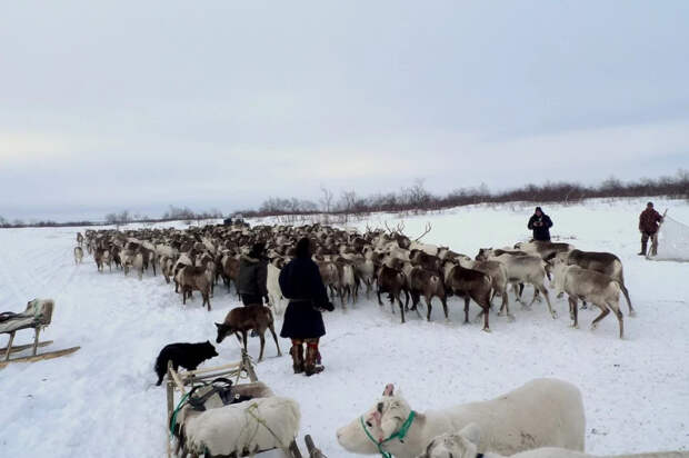 Как выжить при -50: почему бытовые привычки из города в тундре не работают