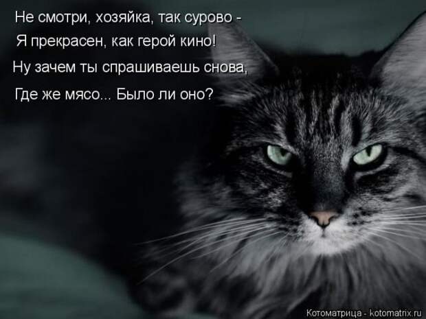 Лучшие котоматрицы недели