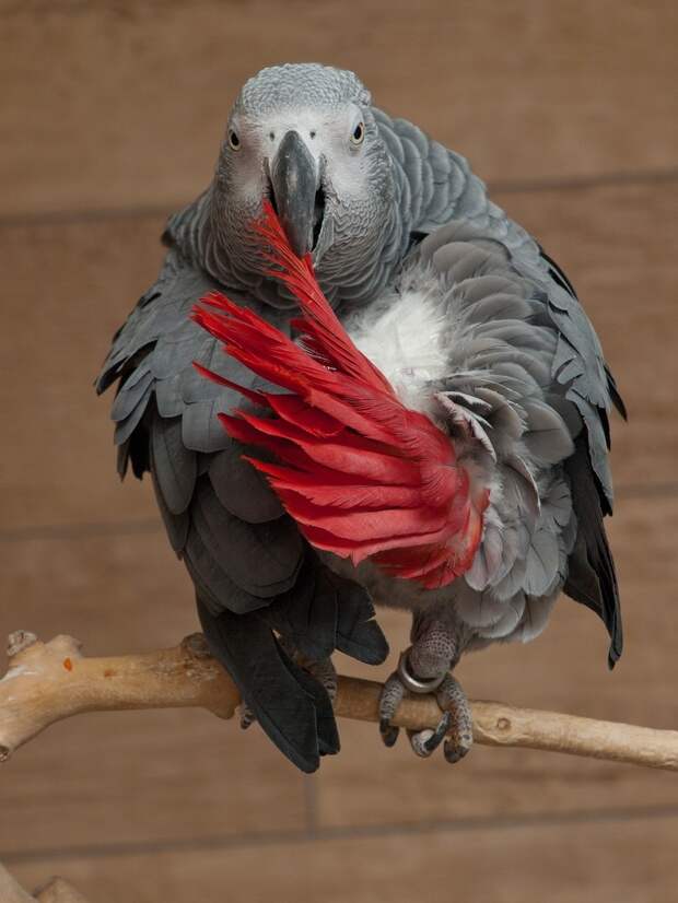 Попугай жако — самый умный «говорун» среди всех попугаев планеты