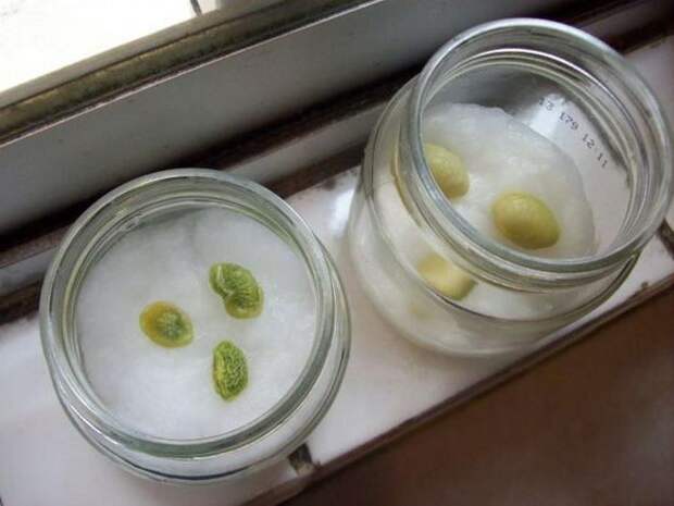 Как правильно прорастить фисташки в домашних условиях: пошаговая инструкция