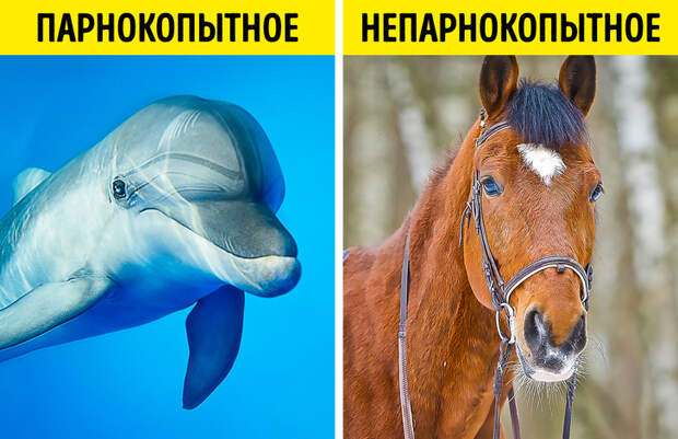 15 фактов о животном мире, которые трудно принять и невозможно забыть