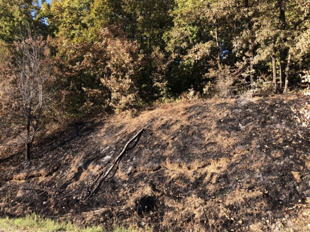 В Геленджике проведут субботник на месте крупного лесного пожара: очистят лесополосу