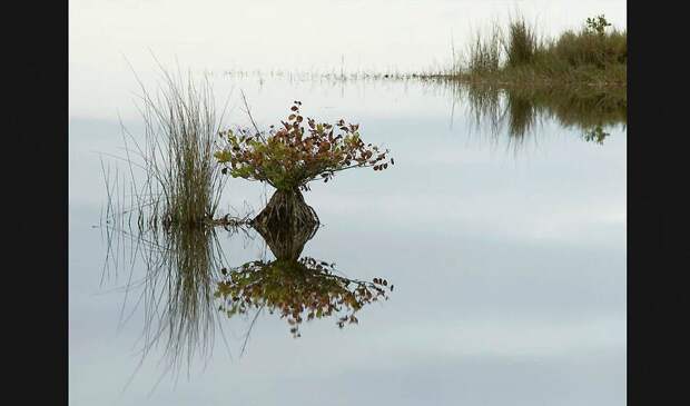 Победители ежегодного фотоконкурса Focus on Nature