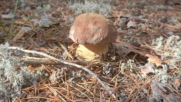 Жители Алтайского края похвалились "уловом" белых грибов и маслят. Фото