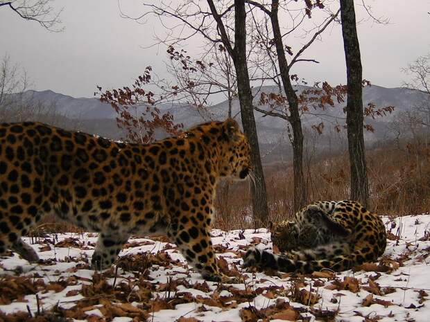 Леопард, снимок с фотоловушки