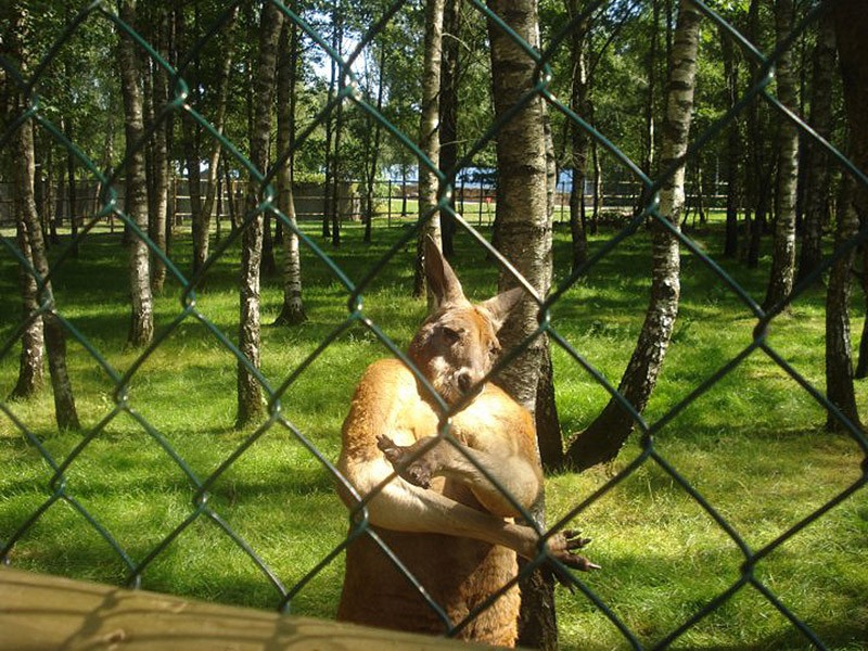 coolanimals16 Животные, которые не сомневаются в своей крутости