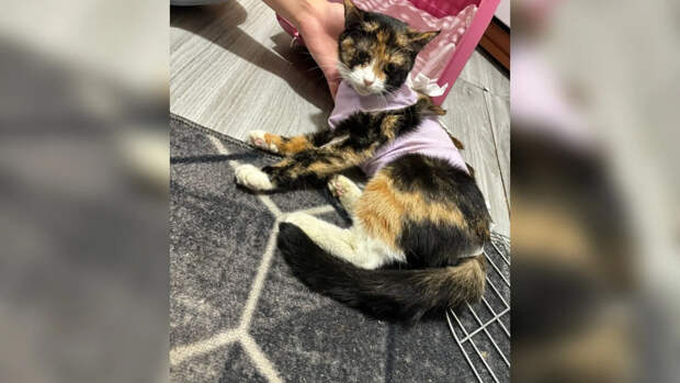 В Мурманской области жестокий поступок бывшего мужа привел к трагедии домашних питомцев