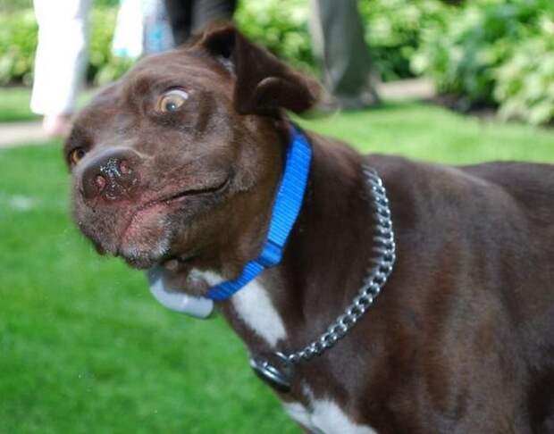 zhivotnye-chihayuschie-kartinki-koshki-sobaki-smeshnye-zhivotnye-kote