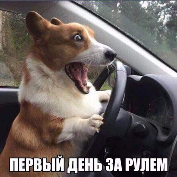 картинки