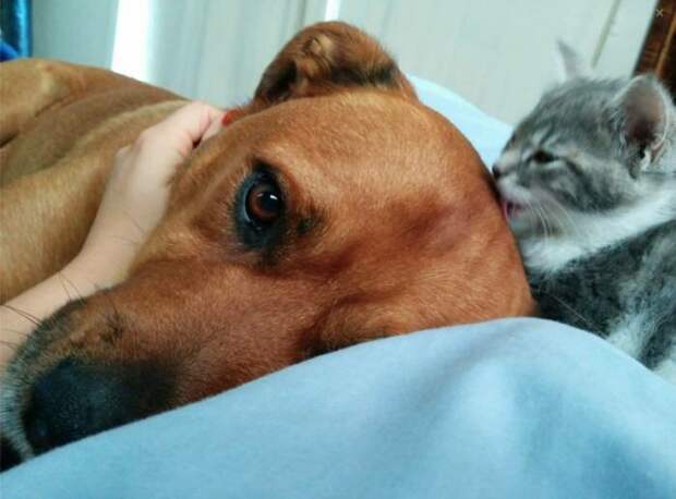 О  дружбе дружба, животные, коты