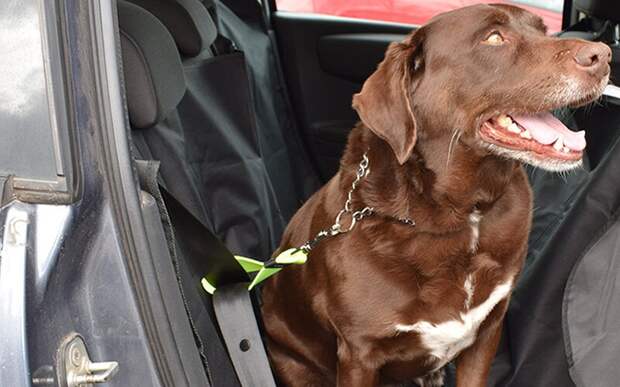 Короткий ремень для пристегивания очень прост в использовании, но достаточно эффективен. Фото Яндекс Маркет